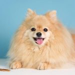 Jenis-Jenis Ras Anjing dan Karakteristiknya