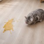 Misteri Muntah Kuning pada Kucing: Kenapa Perut Kosong Bisa Bikin Maag?