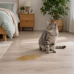 Kucing Pipis Sembarangan? Jangan Dimarahi, Bisa Jadi Mereka Sedang Kesakitan!