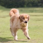 Cara Menjaga Kesehatan dan Kebersihan Anjing